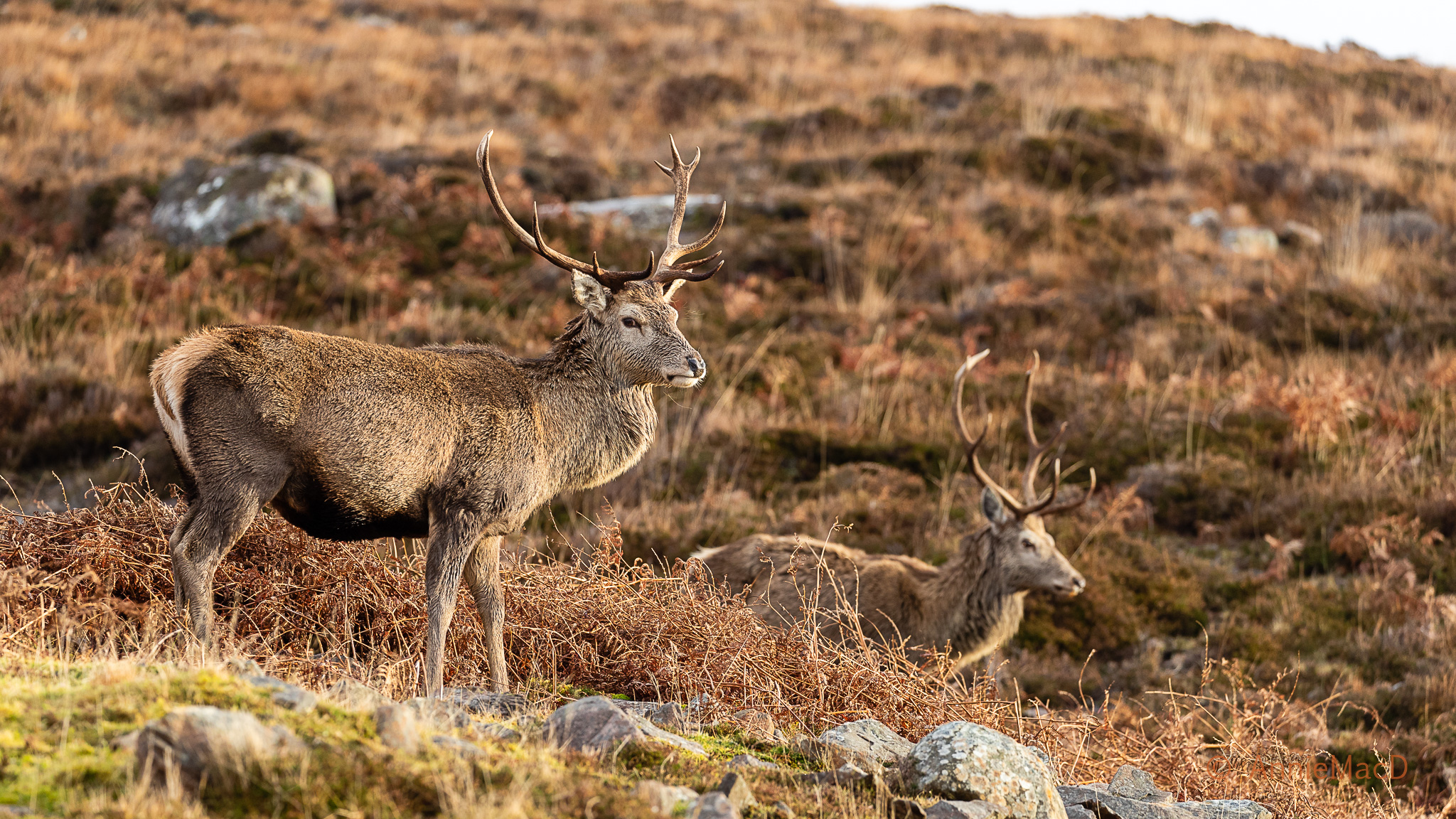 Stag in Applecross