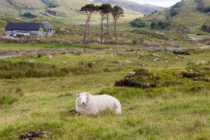 Applecross sheep